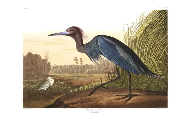 a blue heron illustration