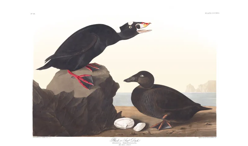 an illustration of two surf ducks