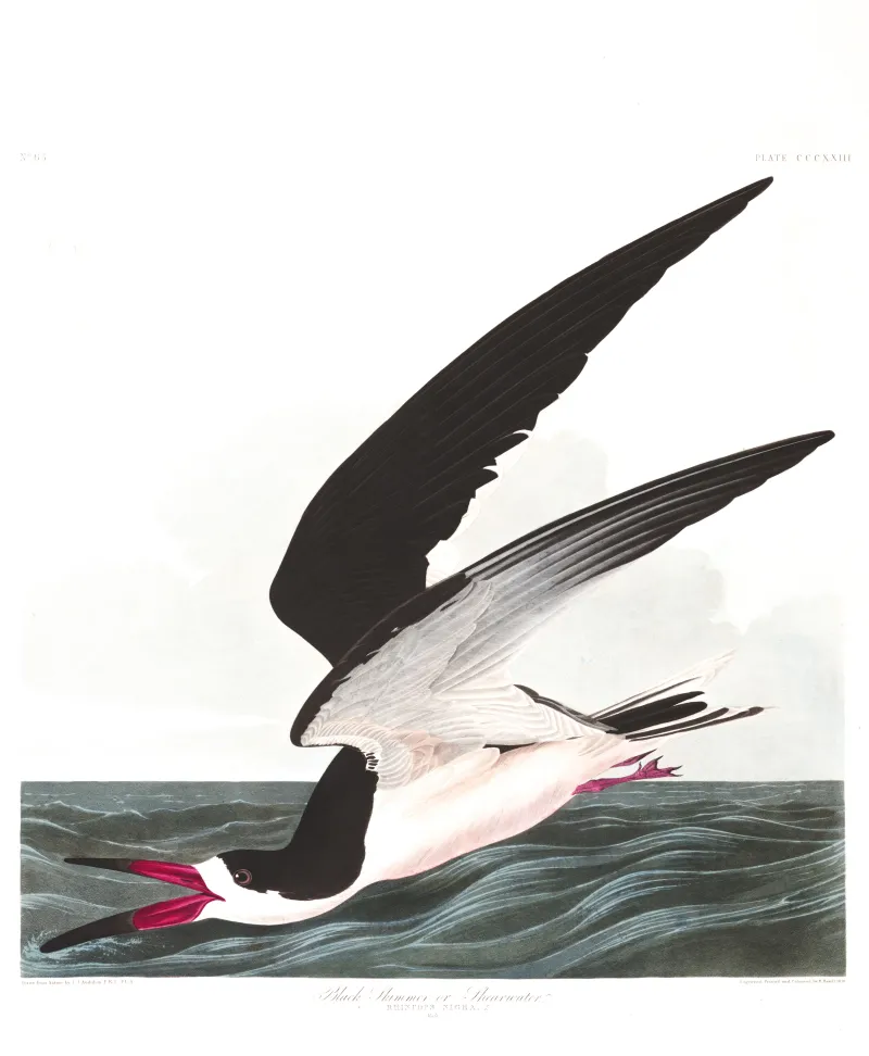 an illustration of a black skimmer