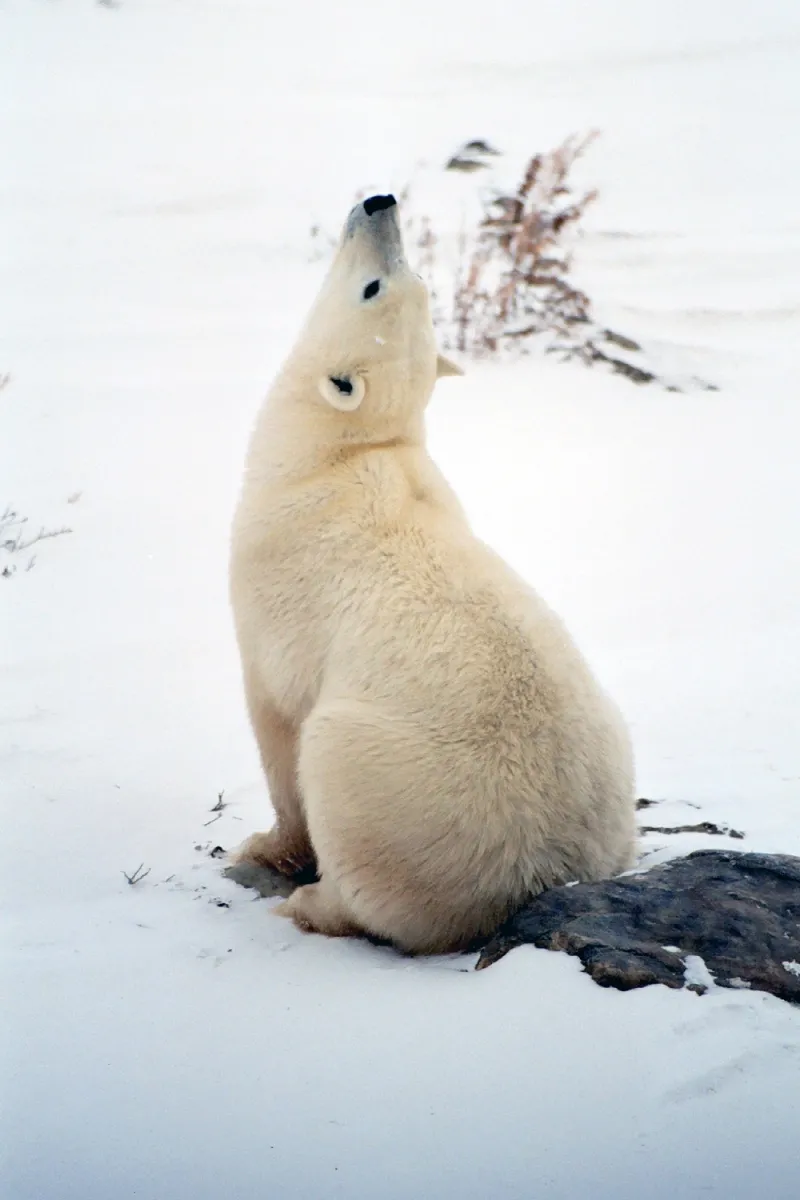 A polar bear lifting his head to smell the scent of humans nearby