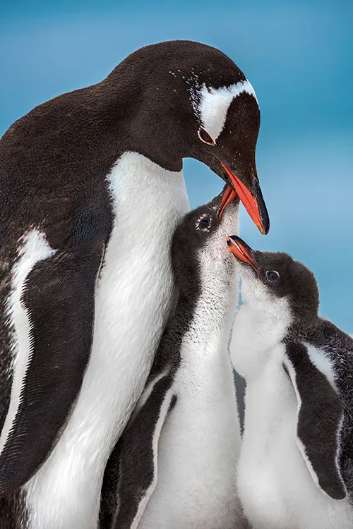 a gentoo penguin with two chicks