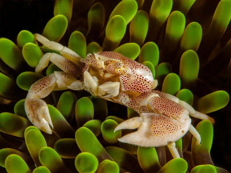 Anemone porcelain crabs can avoid predators by not only living in anemones but by willing loosing appendages to avoid infection.