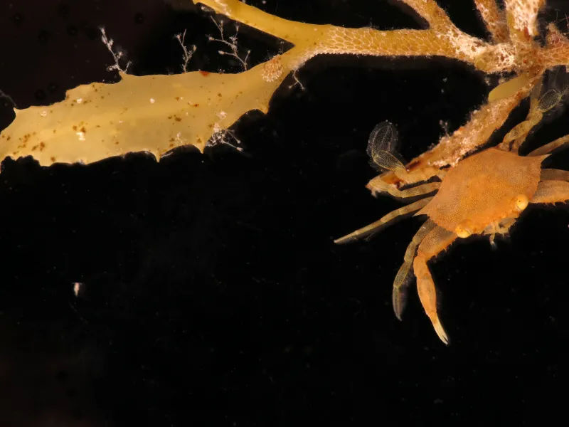 The sargassum hosts bryozoans, hydroids and more obviously, crustaceans like a baby swimming crab. 