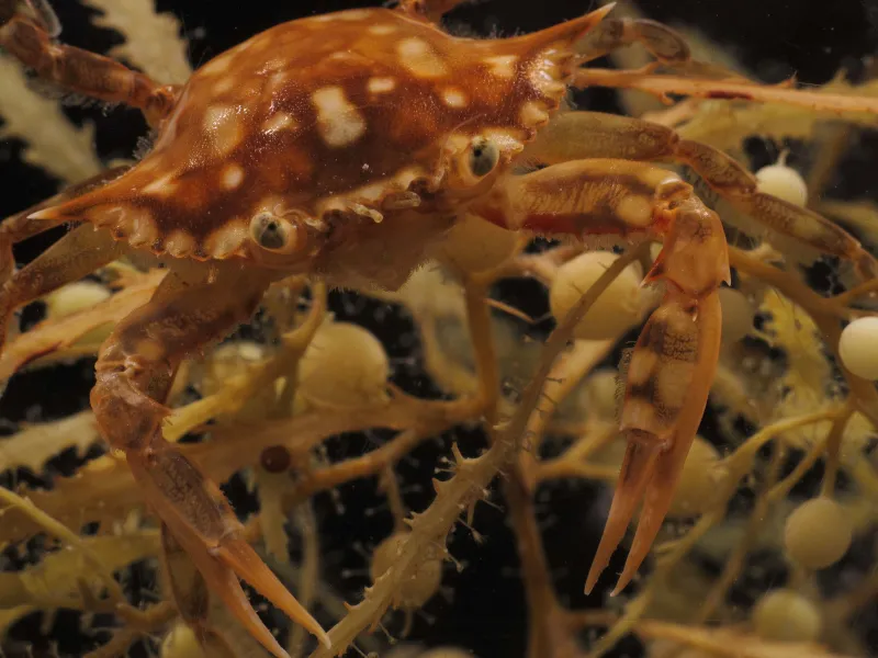 Adult Swimming Crab A juvenile swimming crab sits on a bed of sargassum seaweed.
