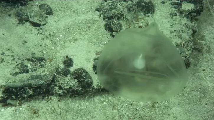 a gelatinous orb floats at the seafloor