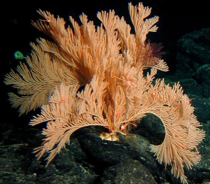 The branches of a primnoid coral in the genus Calyptrophora provide a habitat for galathaoid crabs.
