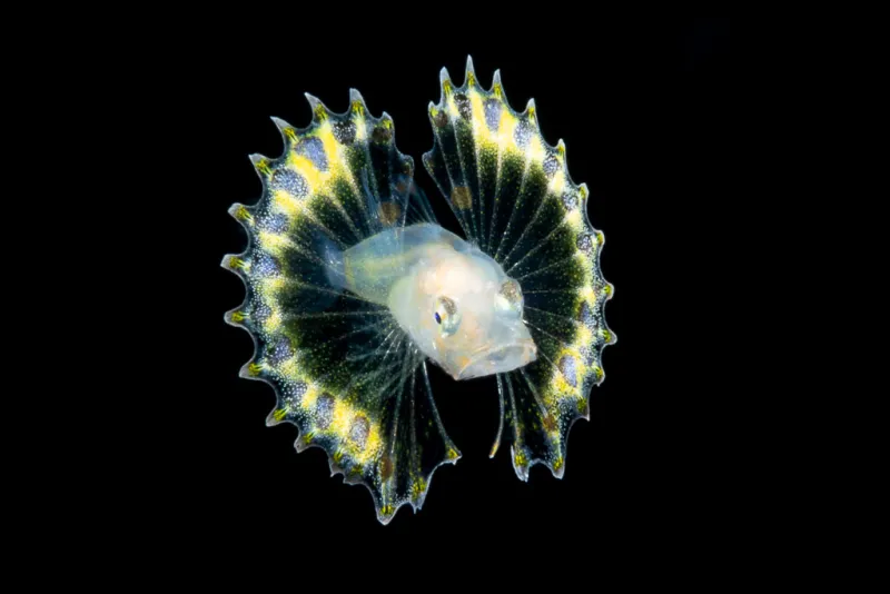 a larval fish fans its pectoral fins