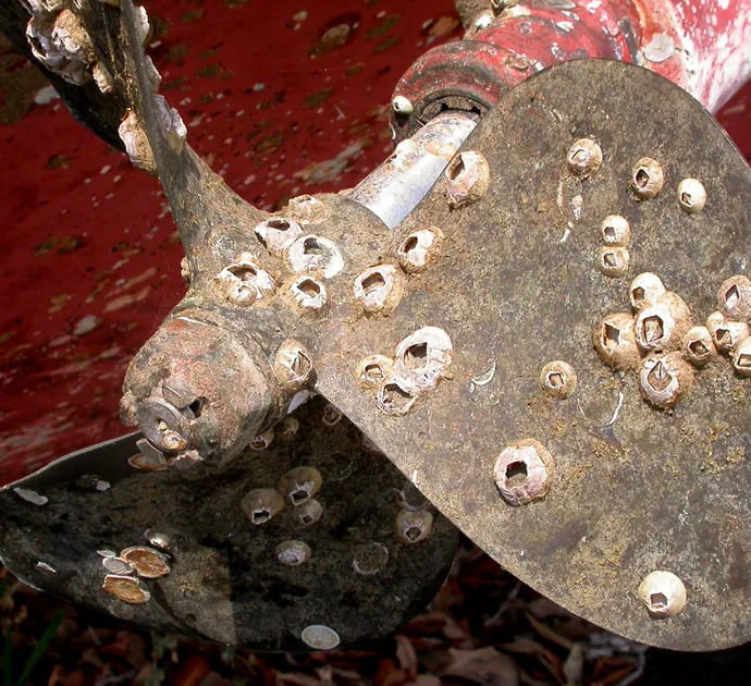 Home is where the hull is: Since the dawn of seafaring, humankind has had to deal with pesky creatures, such as barnacles, that “foul” ship hulls and boat propellers like this one.
