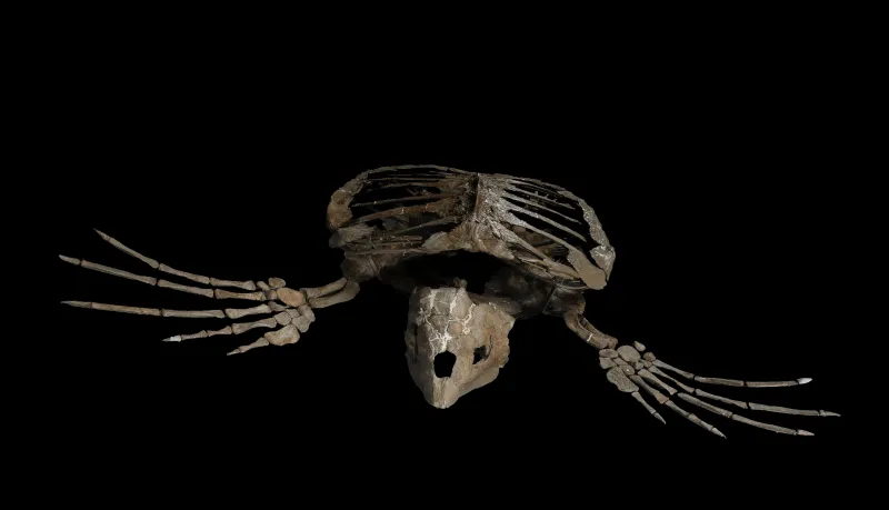 A skeleton of a sea turtle ancestor