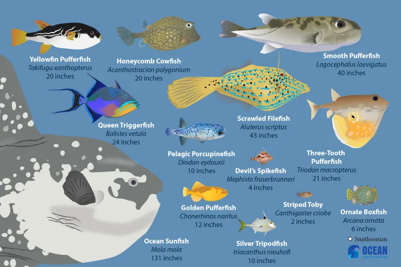 an illustration of pufferfish species and their relatives