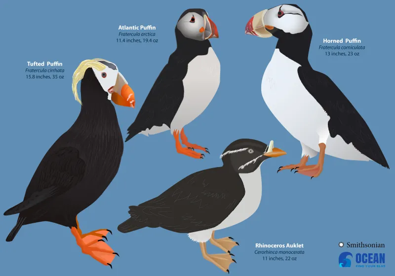 a graphic depicting the four species of puffins