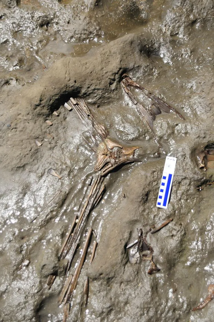Complete Fish Skeleton Discovered by Smithsonian Scientists in Panama
