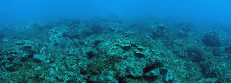 Overfishing and sedimentation have heavily impacted this reef off the coast of Guam.