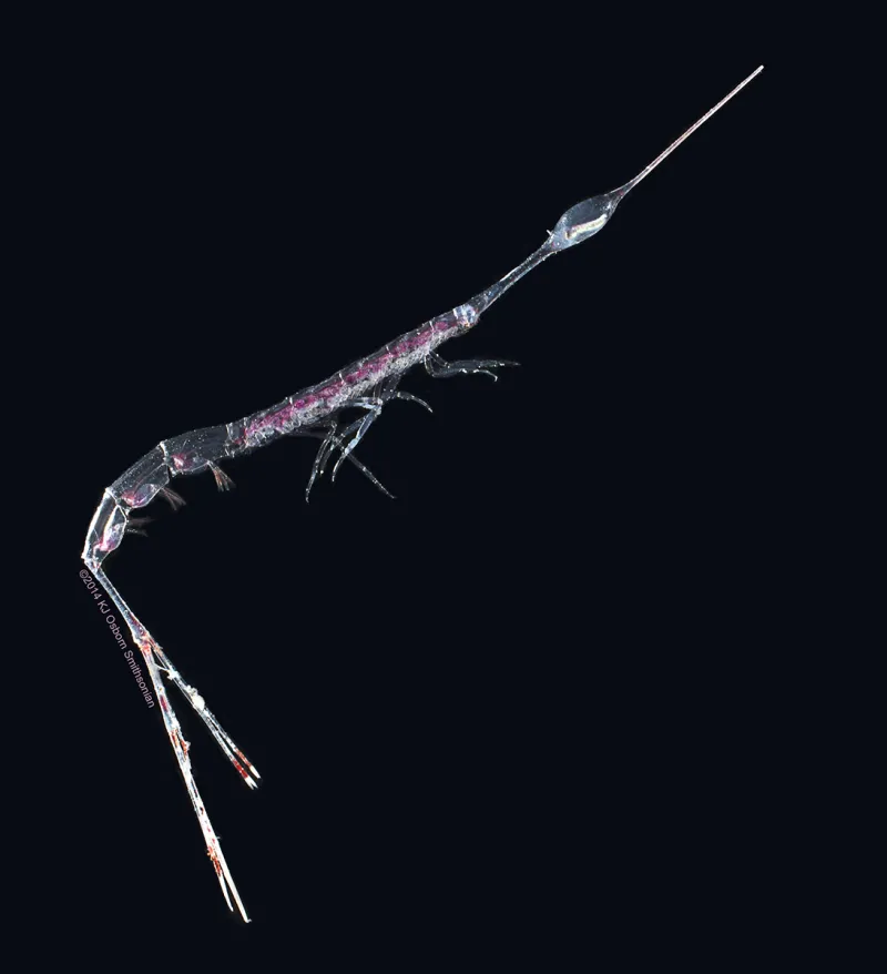 Rhabdosoma’s uncommon eye arrangement allows the animal to see 360 degrees.