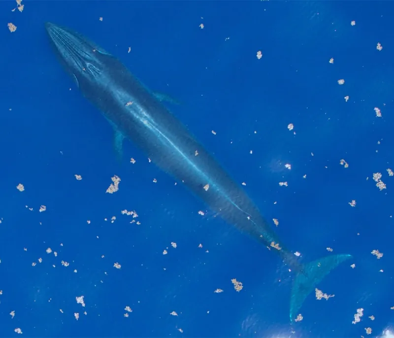 a Rice's whale hovers just beneath the water's surface