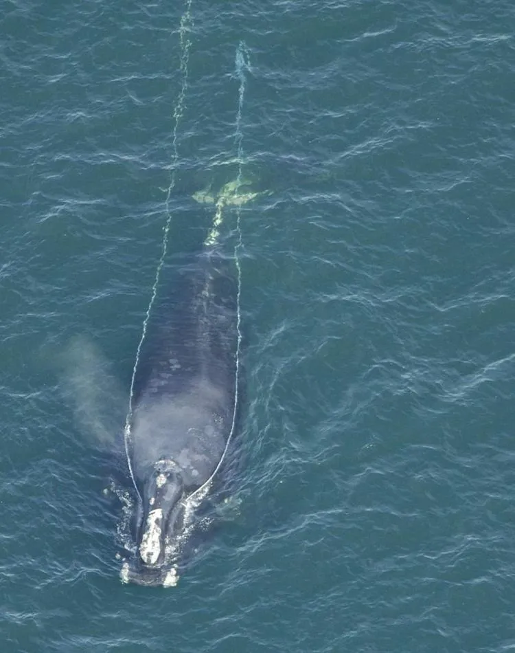 This is North Atlantic right whale #3333 who was spotted with fishing gear trailing from his mouth during an aerial survey off the coast of Georgia on January 29, 2008.
