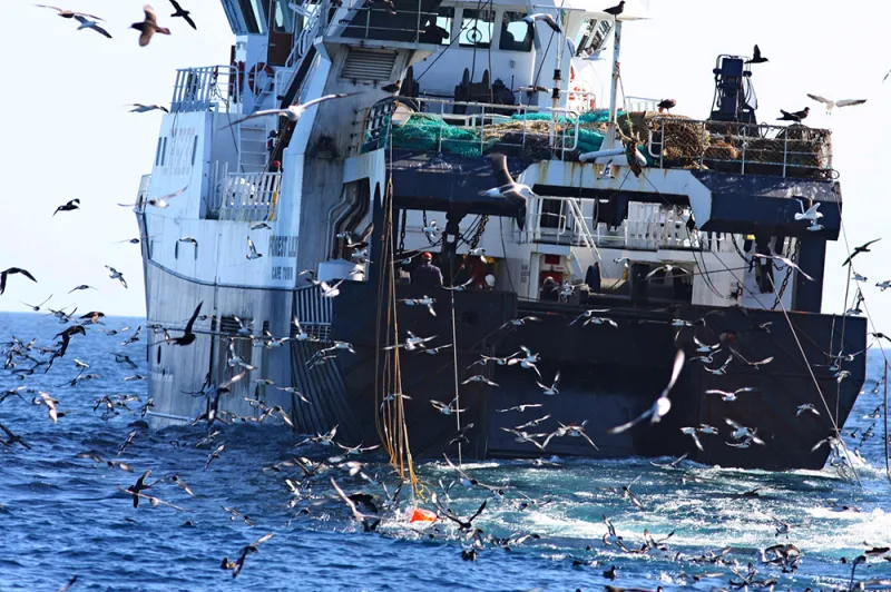 Hundreds of birds congregate around the trawl fishing vessel. The orange "bird scaring lines" keep the birds from flying into the trawl cables where they can accidentally get caught and die.