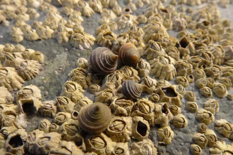 Rough periwinkles sit on a bed of barnacles. 