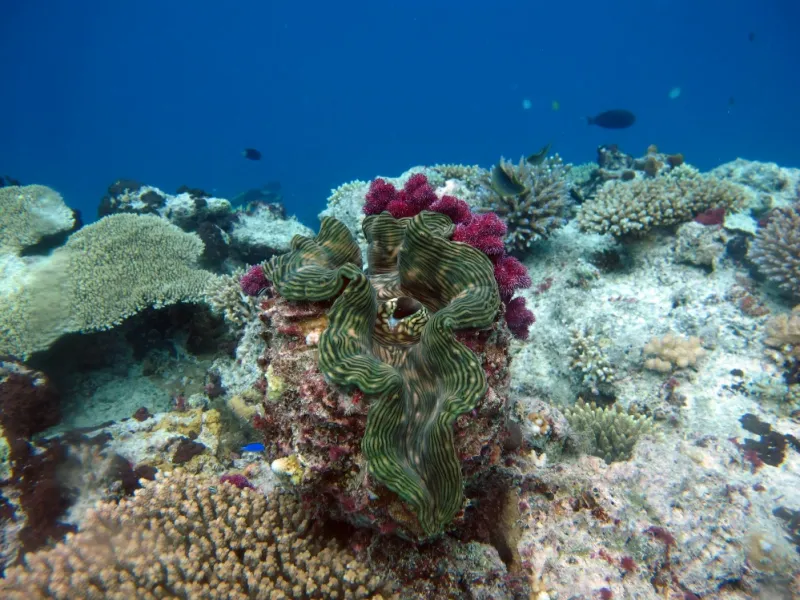 Giant clams are one of the many wonders of coral reefs. They can grow up to five feet wide, weigh over 400 pounds, and live for 100 years!