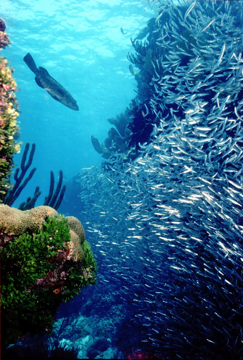 Coral reefs provide food for swarms of fish, both large and small.