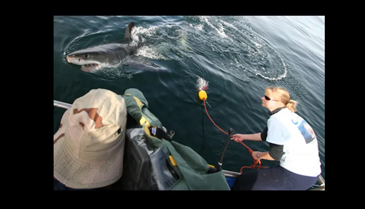 A researcher leans off of a boat to tag a great white shark. 