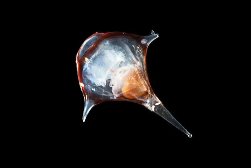 The shell of a sea slug