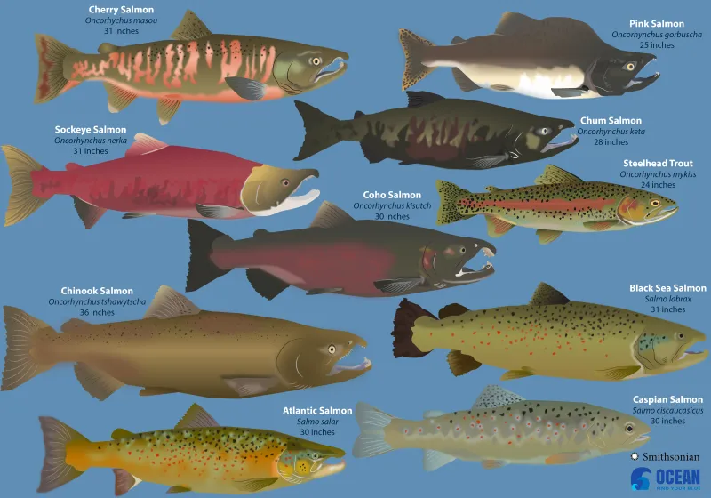 a graphic of 10 illustrated fish