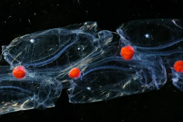 This close-up view of salps, which have aggregated together into a long chain, have brilliant red guts from eating red plankton. 