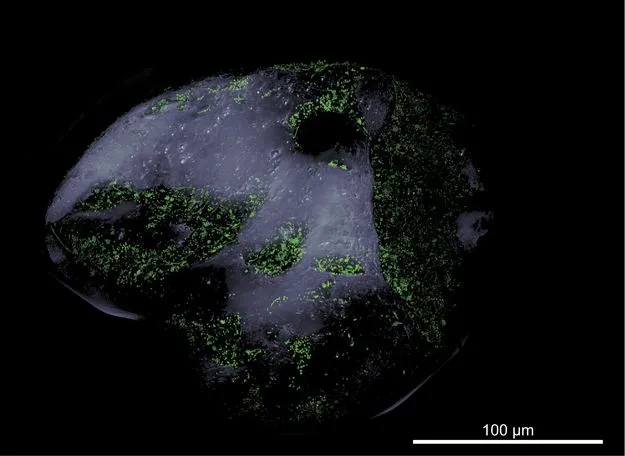 a grain of sand with microbes highlighted in green