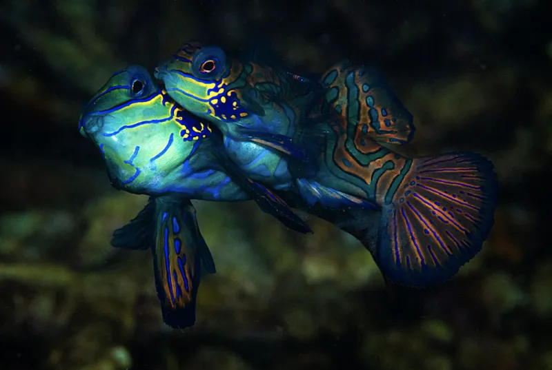 Two bright blue mandarine fish mating