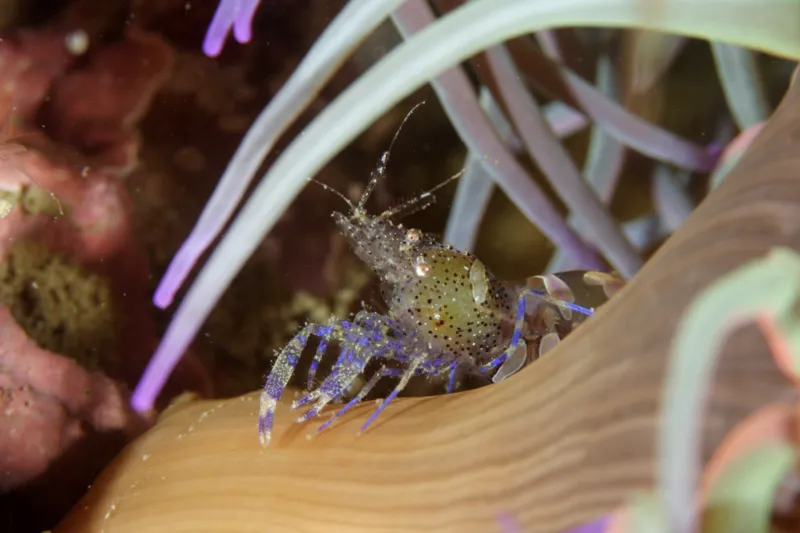 A shrimp lives in an anemone