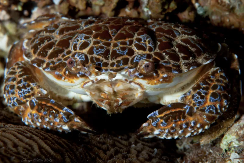 A crab with blue coloration