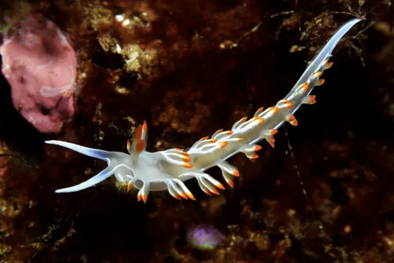 A white nudibranch with orange-colored tips.