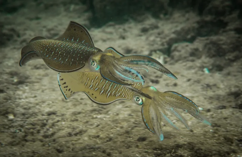 Two squid mating