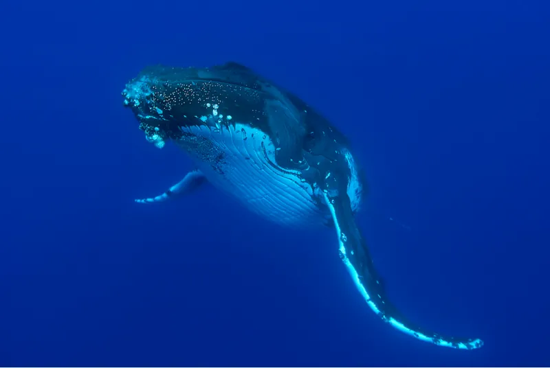 A humpback whale