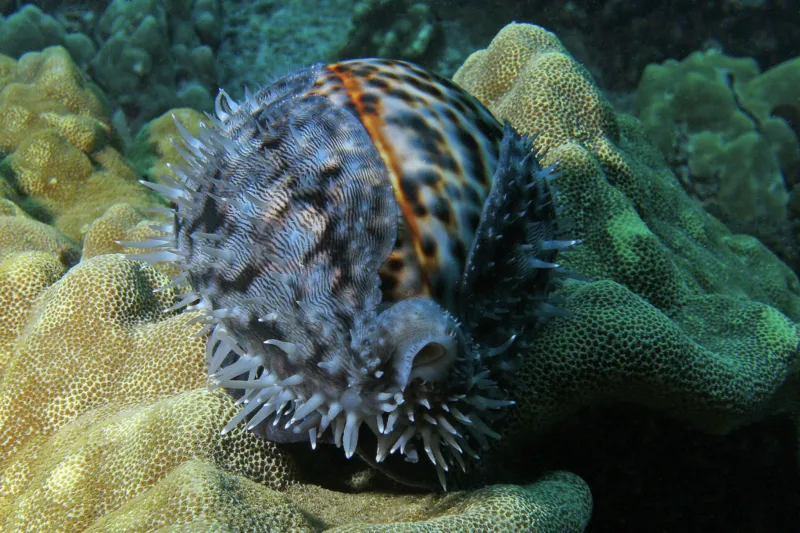 Tiger cowry