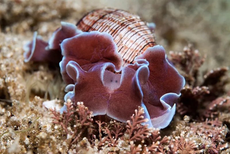 A sea slug with a rose shell