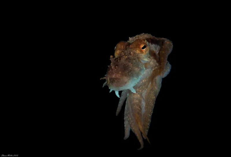 An octopus in the open ocean