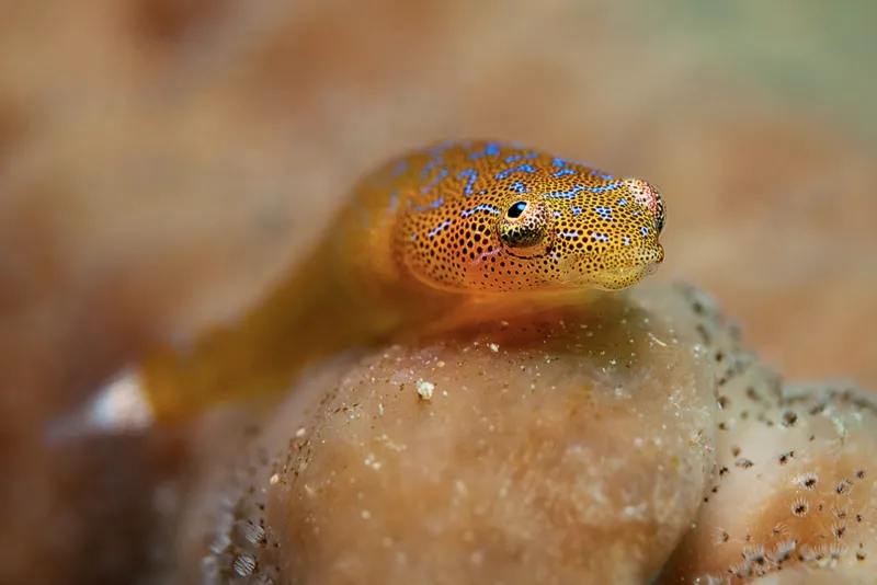 A clingfish