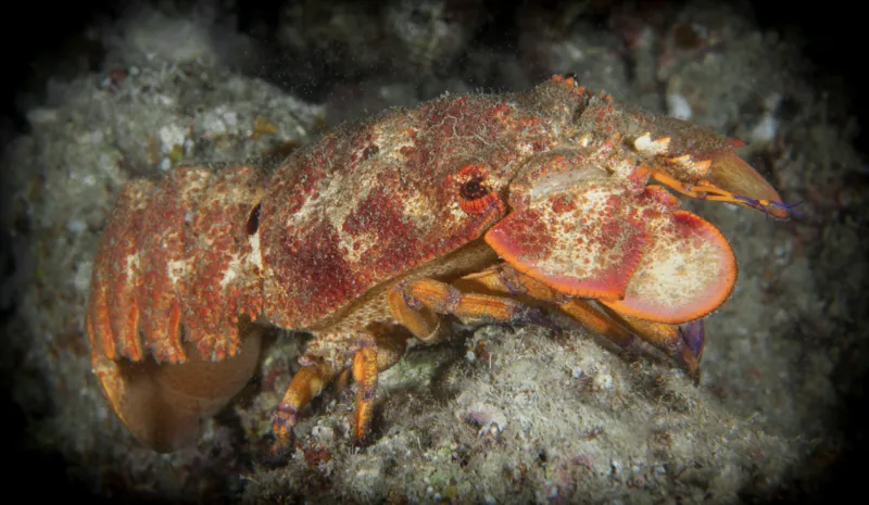 A slipper lobster