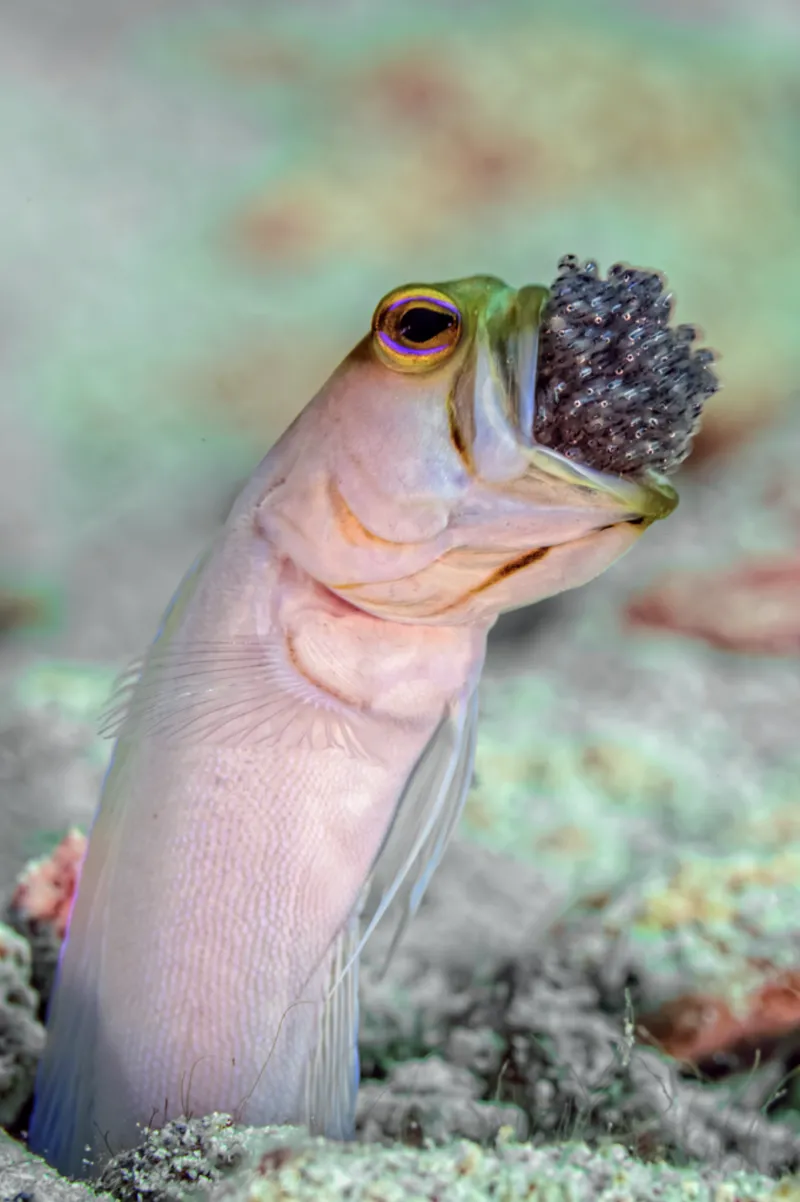 A yellow-headed jawfish with brood