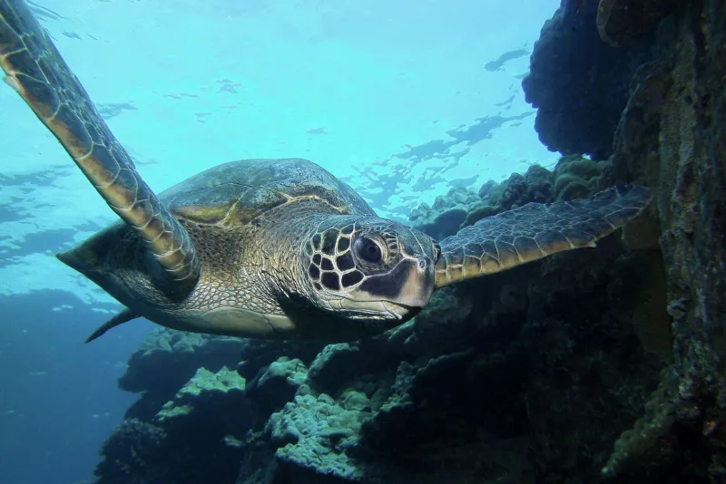 A sea turtle swims with its arms wide.