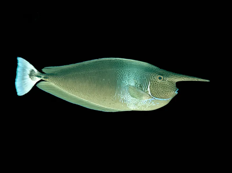 Spotted Unicorn A Spotted Unicorn Fish