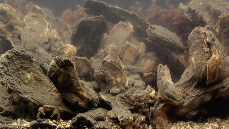 oysters underwater