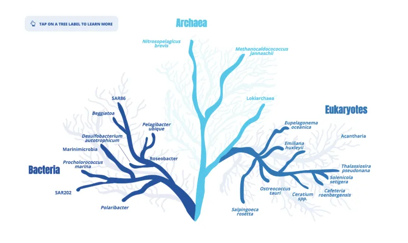 A tree that shows the different relationships between bacteria, archaea, and eukaryotes. 