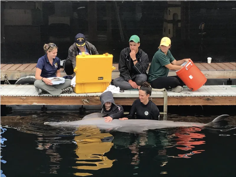 two veterinarians listen to a dolphins heart next to a dock