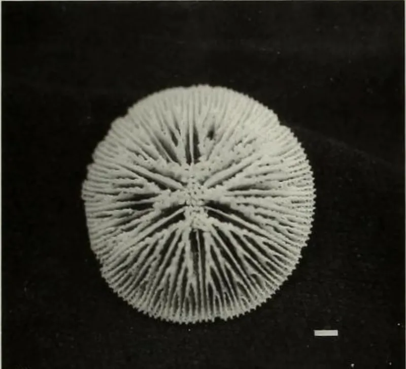 a skeleton of a button coral that looks like a snow flake