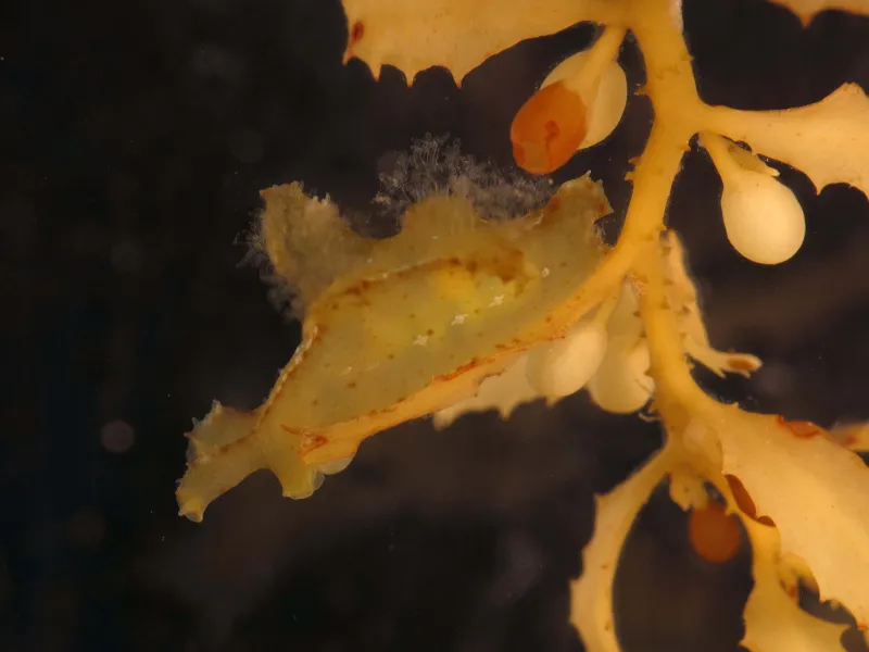 Winner of the ‘best camoflauge’ contest, the nudibranch Scyllaea pelagica is betrayed only by motion.