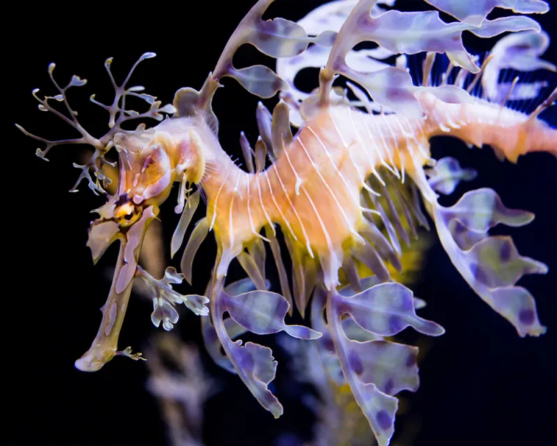 A leafy seadragon