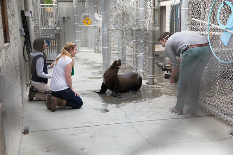 Leftwich and her team have spent hours filming captive sea lions at Smithsonian’s National Zoo, trying to get clear video footage of the animals clapping so they can examine the way their flippers move from frame to frame.